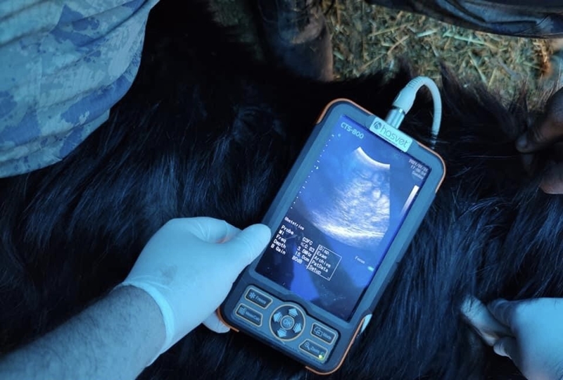 Hayvanlara ultrason ile gebelik kontrolü yapılıyor