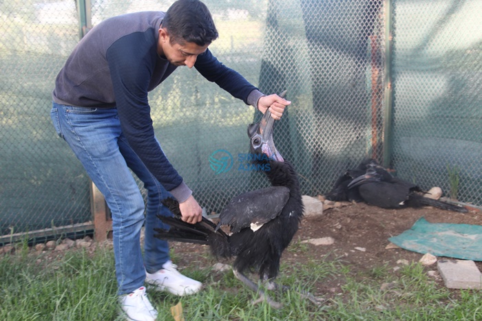Silopi’de 10 Alyanaklı Arap bülbülü kuşu ele geçirildi