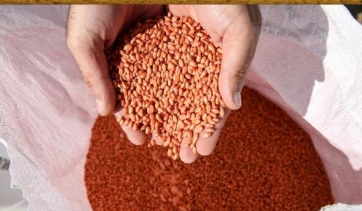 1280 Çiftçiye Sertifikalı Kırmızı Mercimek Tohumu Dağıtıldı