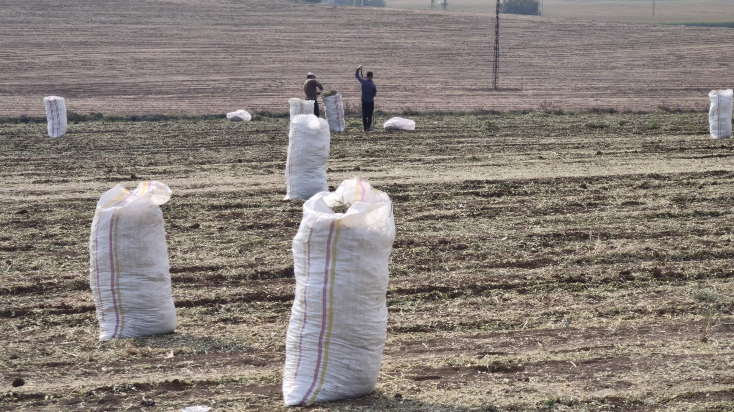 Yerfıstığı Tarlaları Öğrenci ve İşçilere Ekmek Kapısı Oldu
