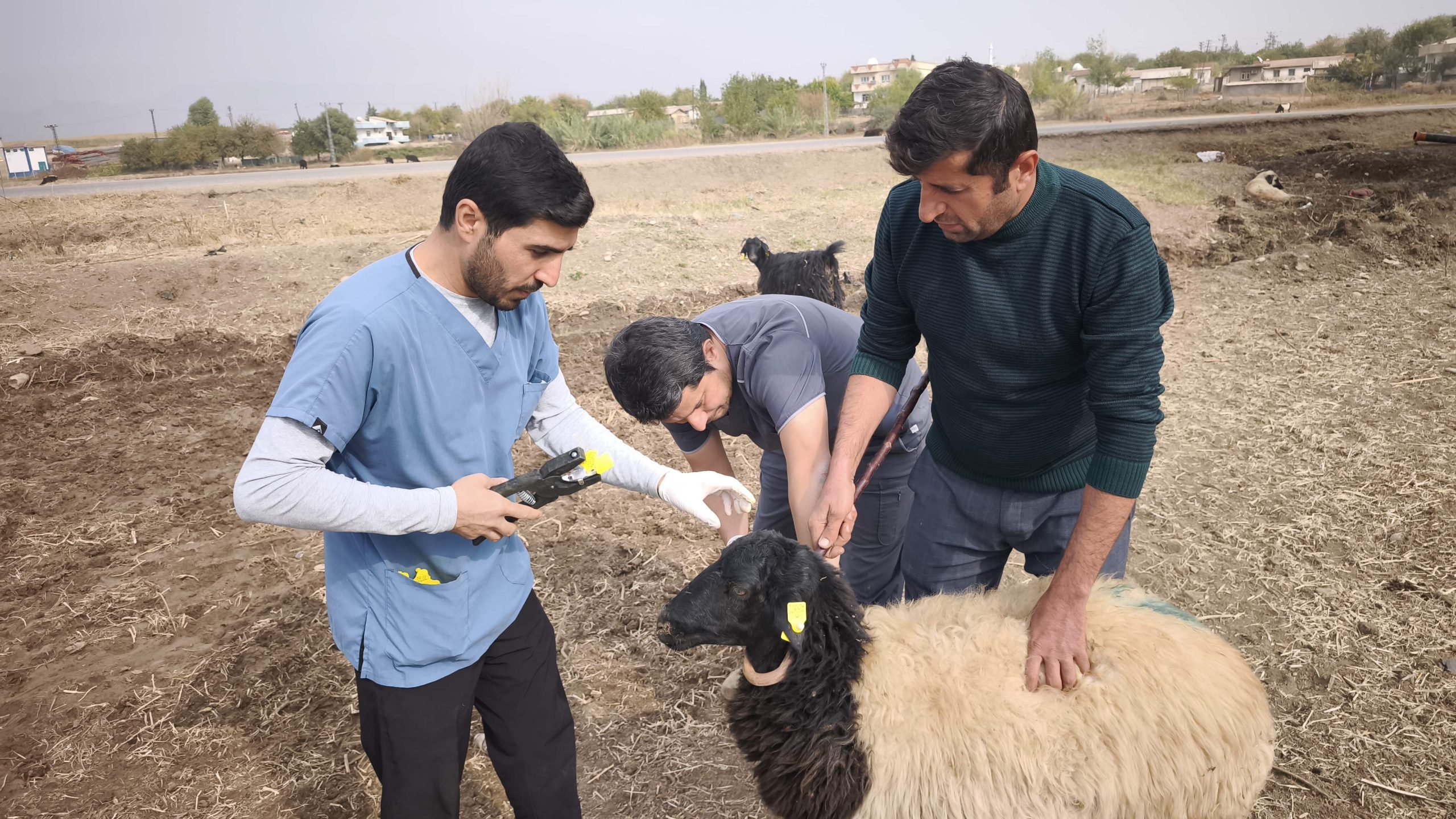 Tarım Müdürlüğü, Silopi’de Sağlıklı Sürüler İçin Sahaya İndi