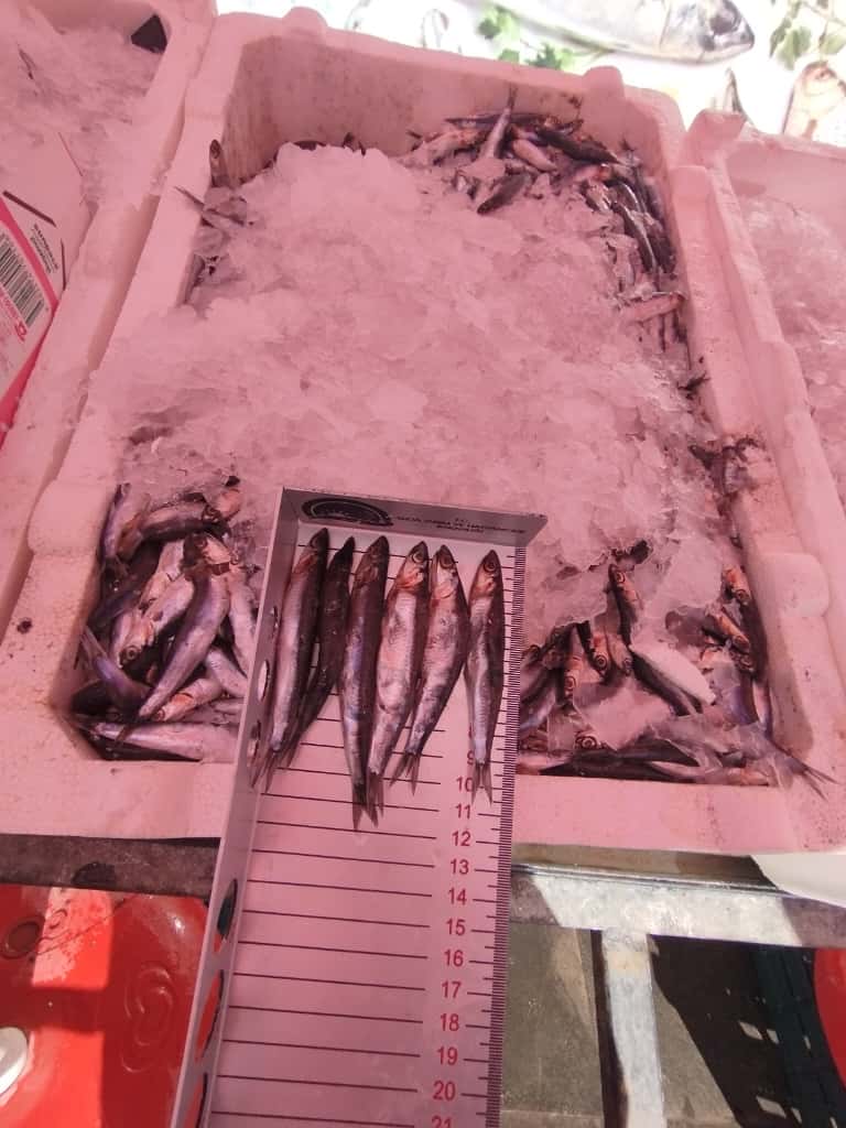 Şırnak’ta Su Ürünleri Denetimleri Devam Ediyor