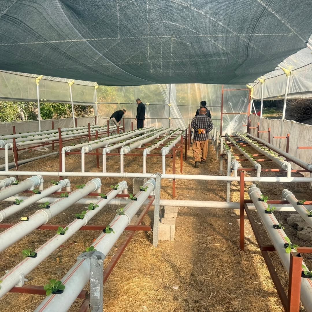 Uludere’de Topraksız Tarımda Başarı Örneği