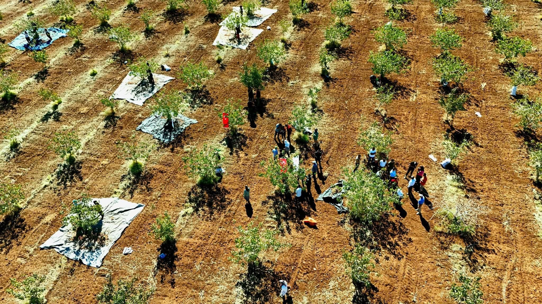 Şırnak’ta Fıstık Hasadı, Üreticilere Yeni Gelir Kapısı