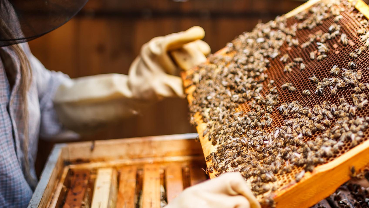 Milletvekili Tatar;”Şırnak Balı Marka Değeriyle Dünya Pazarına Açılacak”