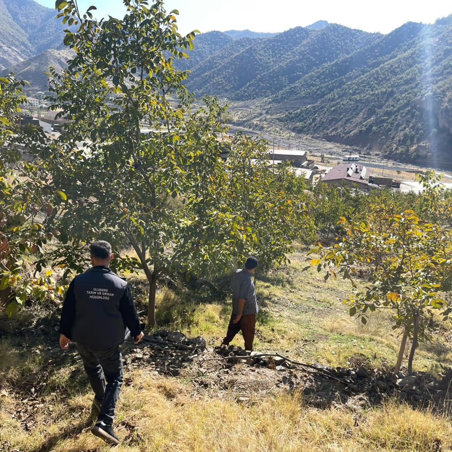 Uludere’de ceviz ağaçlarında hastalık ve zararlı kontrolleri sürüyor
